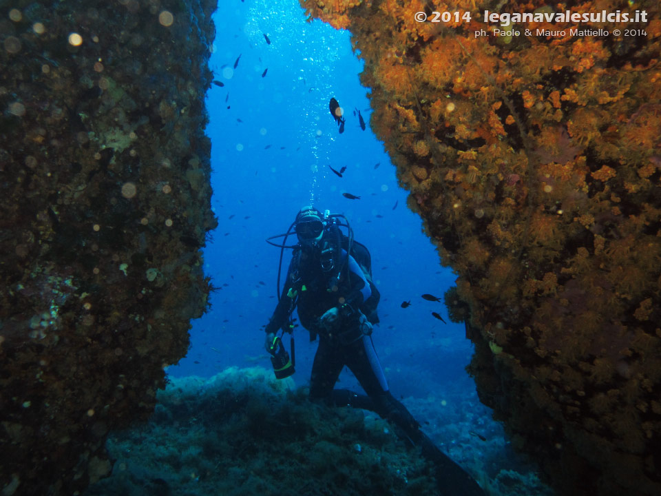 Porto Pino foto subacquee - 2014 - Subacqueo e tunnel di margherite di mare (Parazoanthus axienalle)