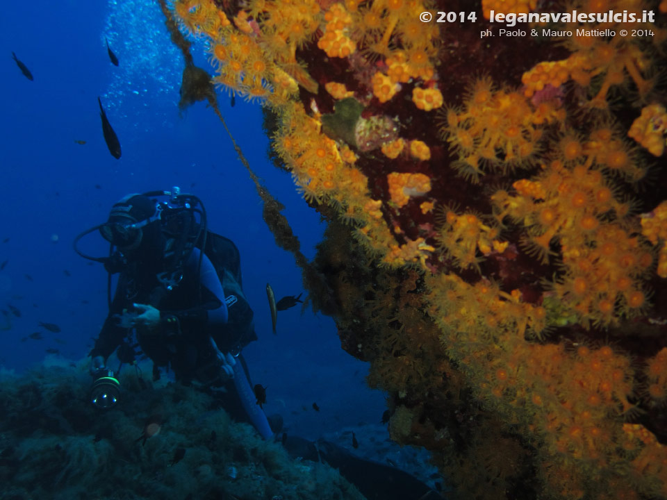 Porto Pino foto subacquee - 2014 - Subacqueo e parete di margherite di mare (Partazoanthus axinellae)