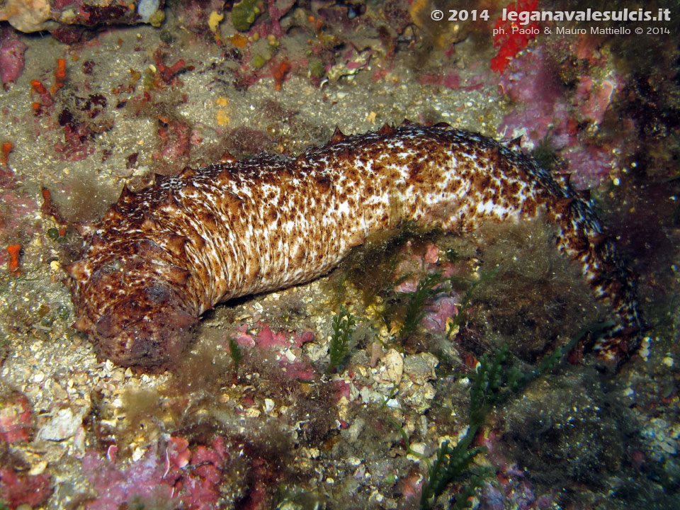 Porto Pino foto subacquee - 2014 - Oloturia (Holothuria tubulos)