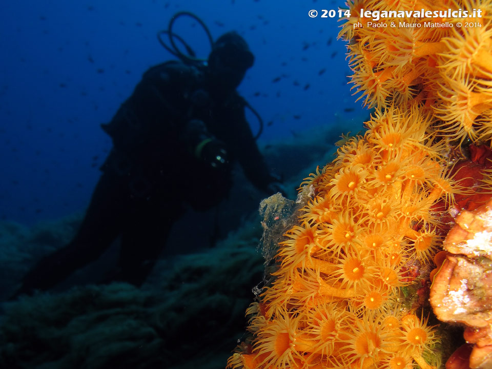 Porto Pino foto subacquee - 2014 - Subacqueo e parete di margherite di mare (Parazoanthus axinellae)