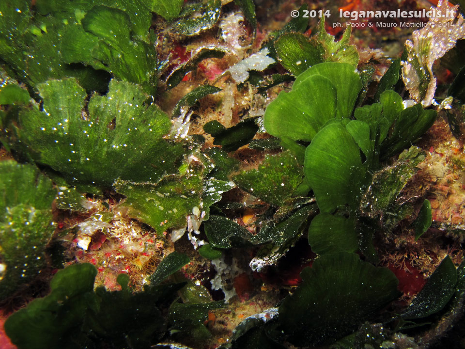 Porto Pino foto subacquee - 2014 - Alga Ventaglio di Mare (Flabella petiolata)
