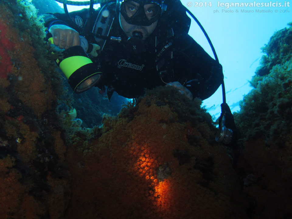 Porto Pino foto subacquee - 2014 - Subacqueo illumina le margherite di mare (Parazoanthus axinellae)