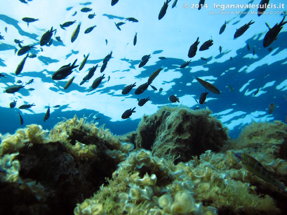 Porto Pino foto subacquee - 2014 - Cappello della secca di C.Piombo e castagnole (Chromis chormis)