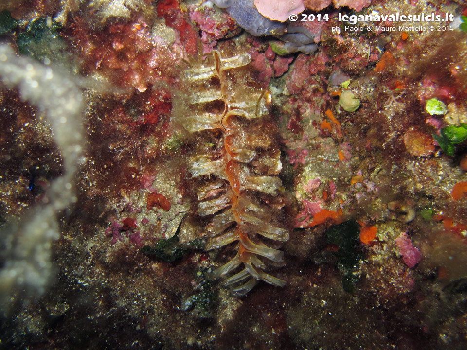 Porto Pino foto subacquee - 2014 - Nacchera spinosa (Pinna rudis)