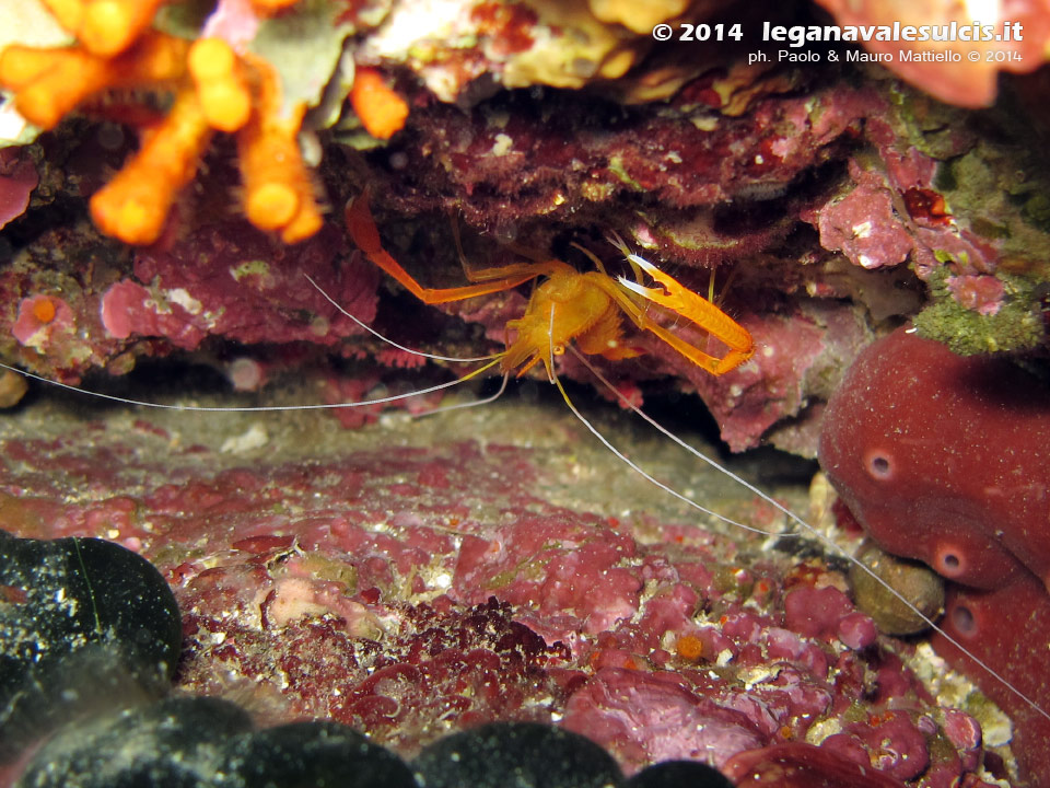 Porto Pino foto subacquee - 2014 - Gambero meccanico (Stenopus spinosus)