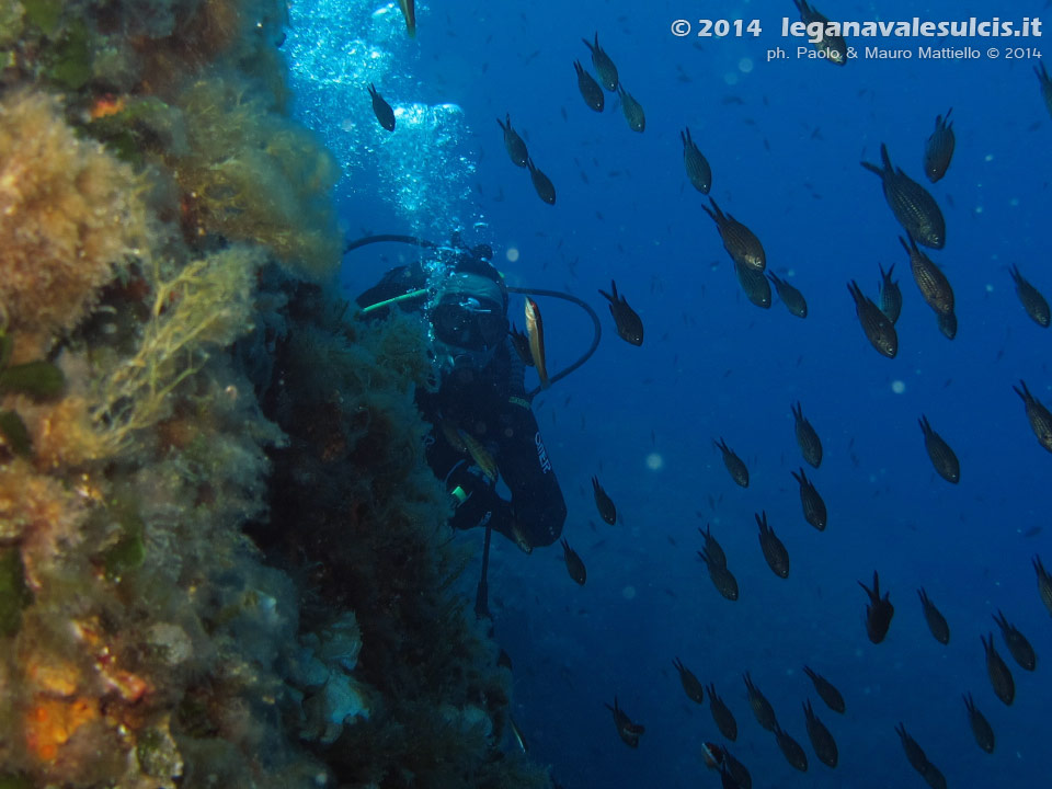 Porto Pino foto subacquee - 2014 - Subacqueo, parete e castagnole (Chromis chromis)