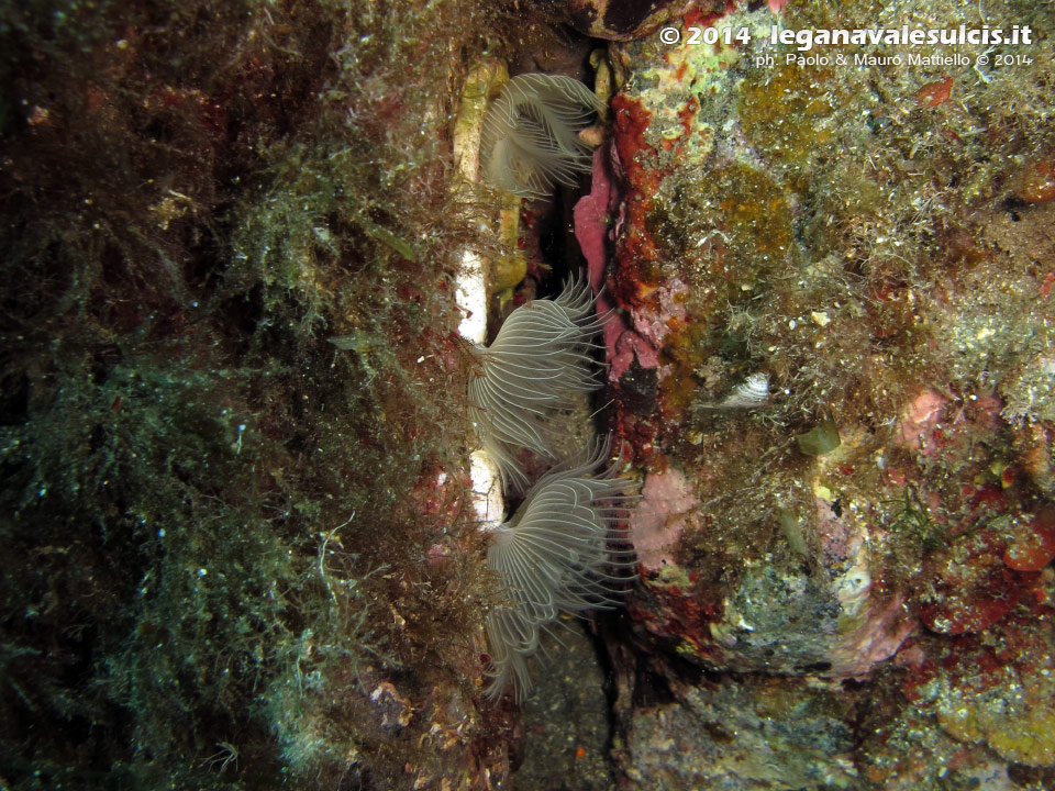 Porto Pino foto subacquee - 2014 - Vermi a ciuffo bianco (Protula sp.)