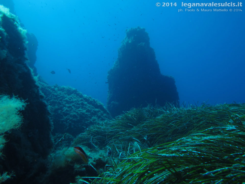 Porto Pino foto subacquee - 2014 - Posidonia e monolito isolato presso la punta di Cala Piombo
