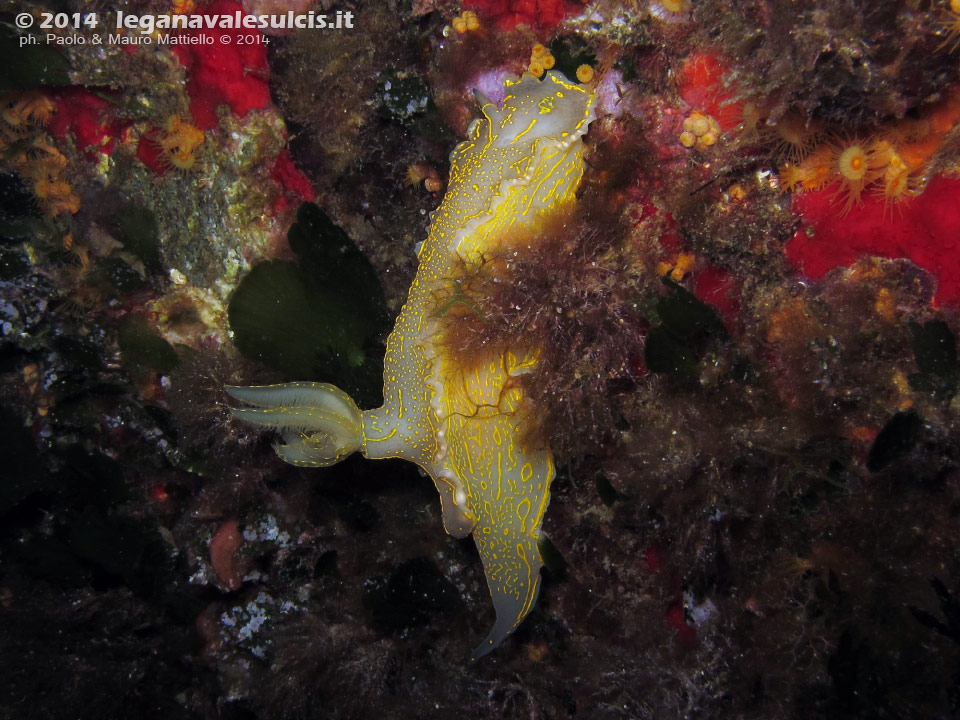 Porto Pino foto subacquee - 2014 - Nudibranco Hypselodoris picta