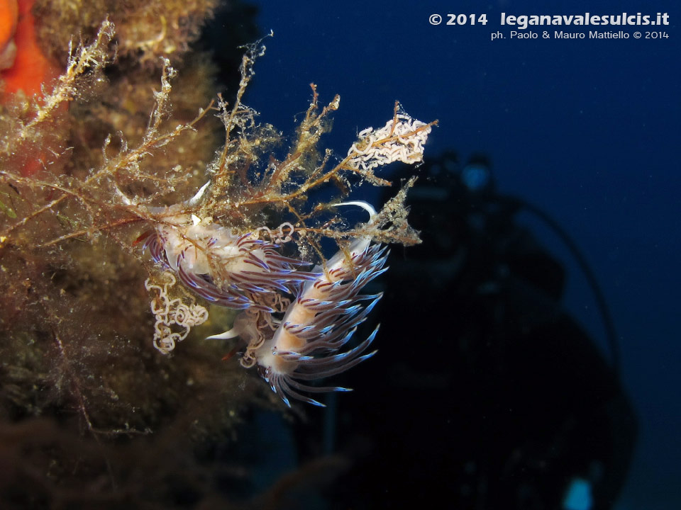 Porto Pino foto subacquee - 2014 - Nudibranco Cratena (Cratena peregrina)