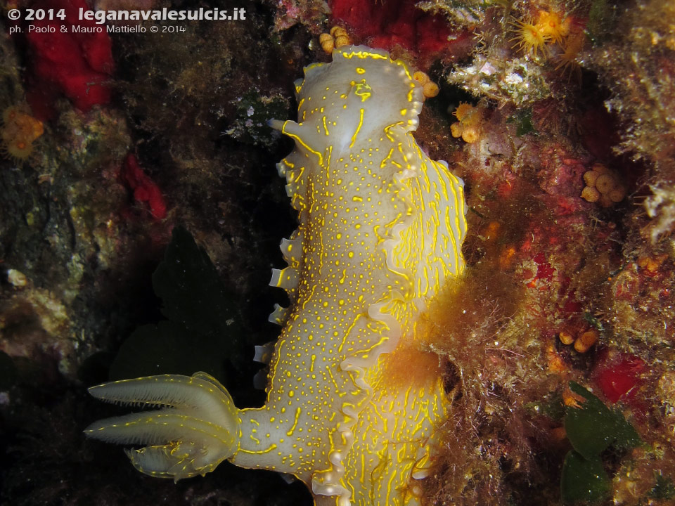 Porto Pino foto subacquee - 2014 - Nudibranco Hypselodoris picta