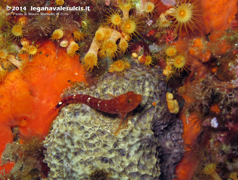 Porto Pino foto subacquee - 2014 - Peperoncino (Tripterygium sp.) e spugna