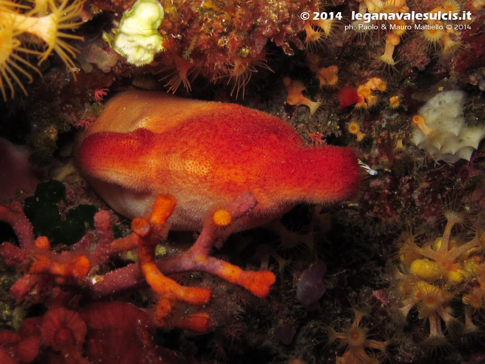 Porto Pino foto subacquee - 2014 - Ascidia Patata di Mare (Halocynthia papillosa)