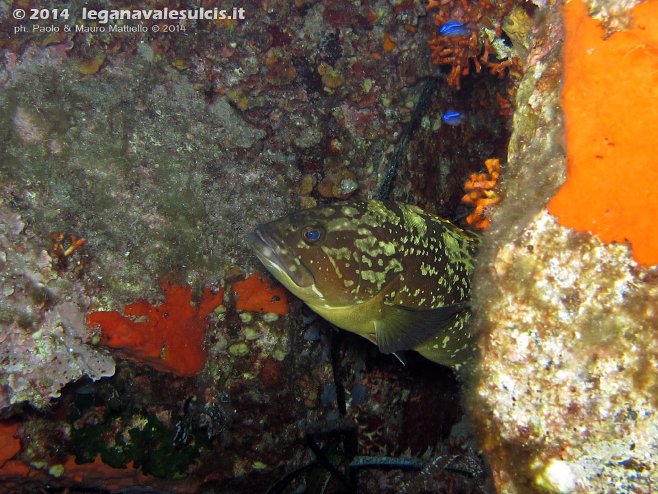 Porto Pino foto subacquee - 2014 - Piccolo esemplare di cernia bruna (Epinephelus marginatus)