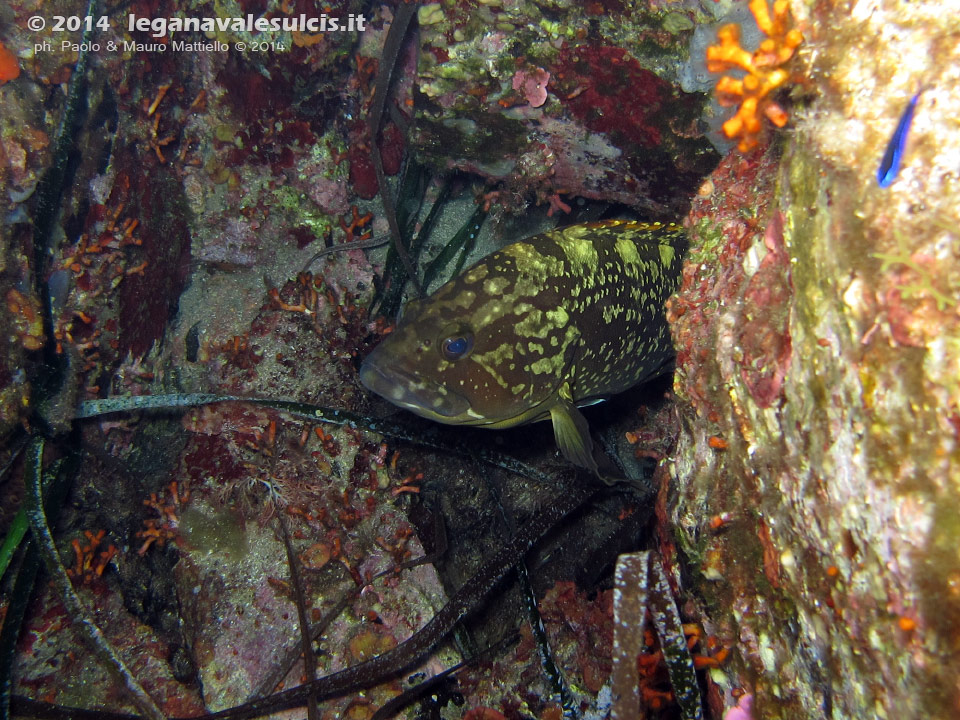 Porto Pino foto subacquee - 2014 - Piccolo esemplare di cernia bruna (Epinephelus marginatus)