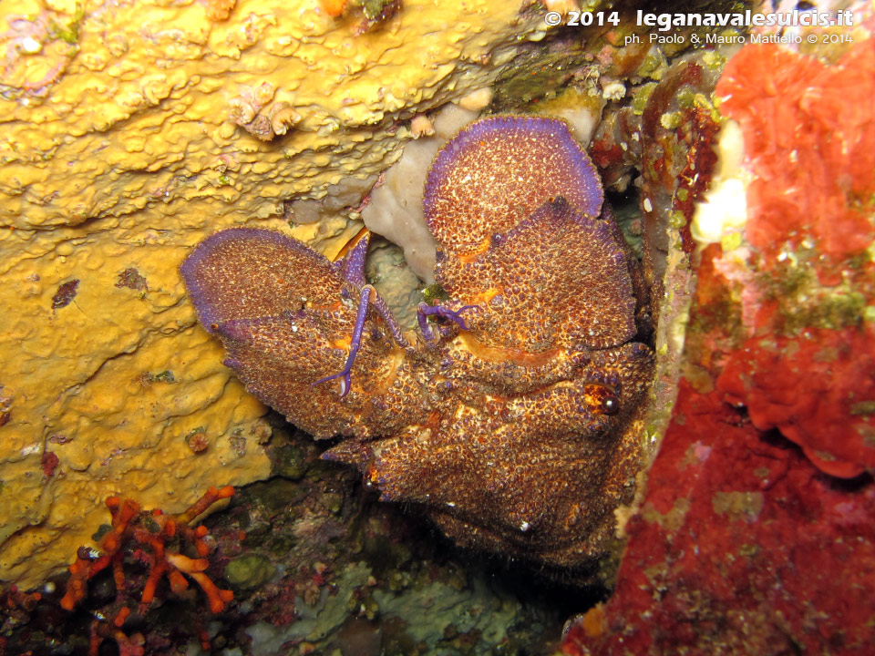 Porto Pino foto subacquee - 2014 - Cicala di mare (Scyllarus arctus)