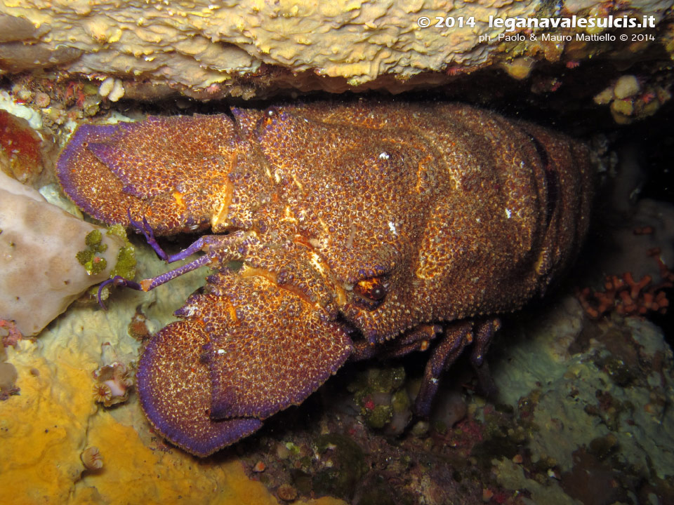 Porto Pino foto subacquee - 2014 - Cicala di mare (Scyllarus arctus)