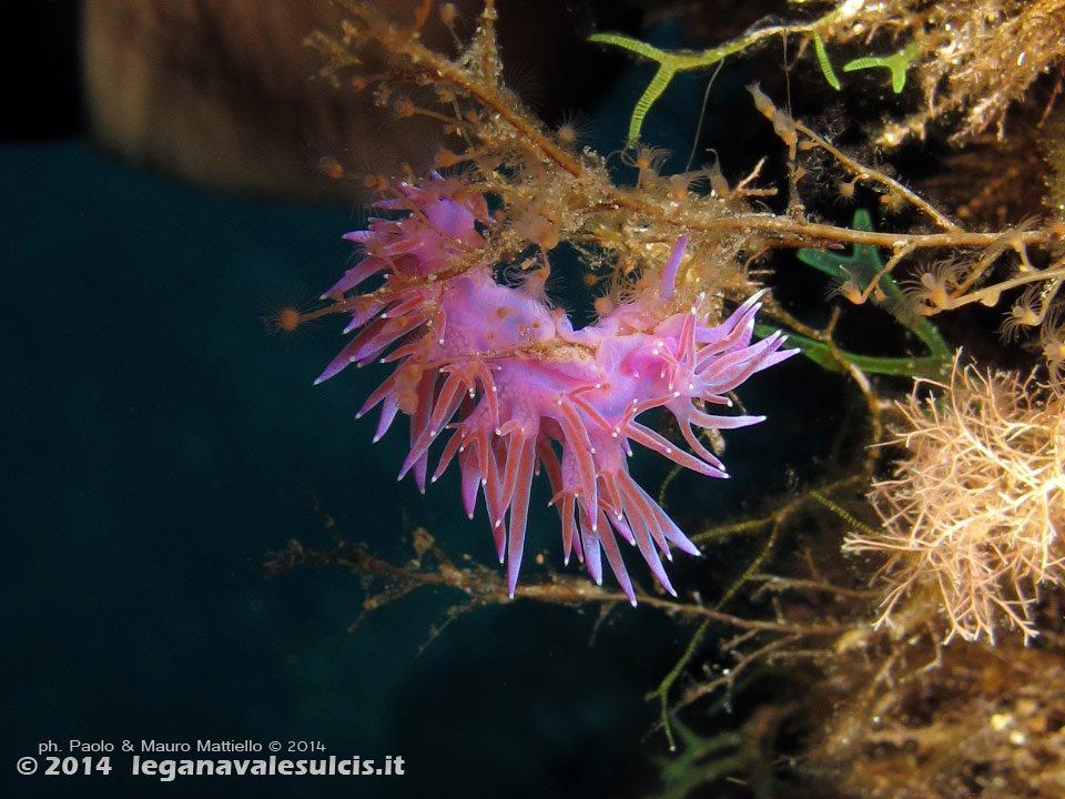 Porto Pino foto subacquee - 2014 - Flabellina (Flabellina affinis)