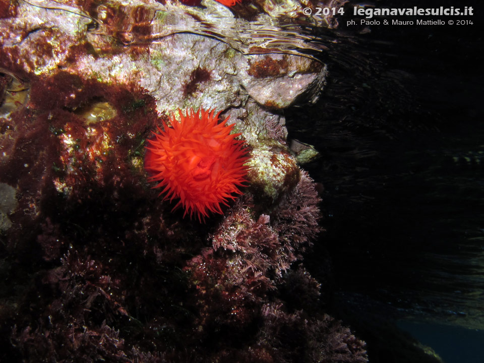 Porto Pino foto subacquee - 2014 - Pomodoro di mare (Actinia equina)