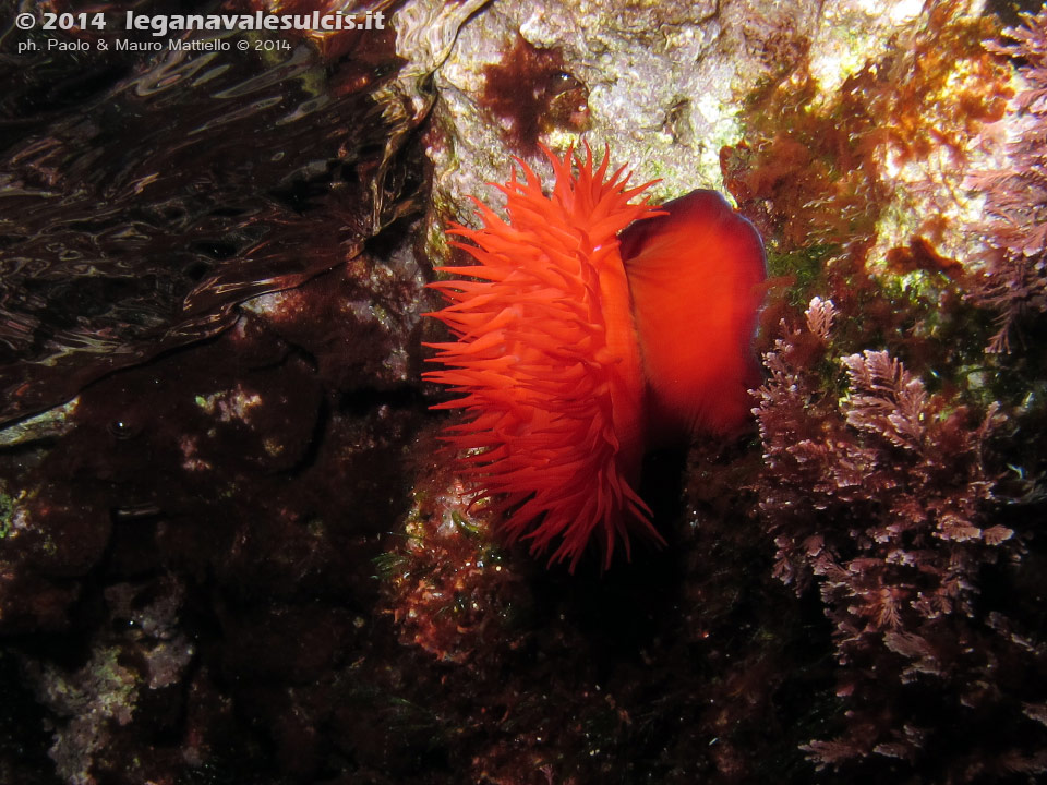 Porto Pino foto subacquee - 2014 - Pomodoro di mare (Actinia equina)