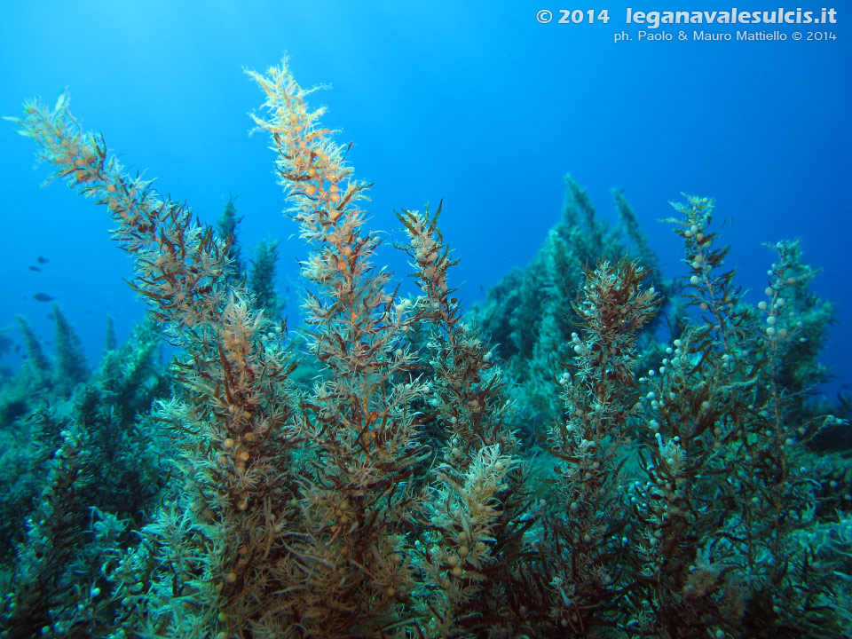 Porto Pino foto subacquee - 2014 - Isola del Toro, alga Sargasso comune (Sargassum vulgare)