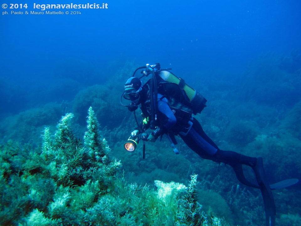 Porto Pino foto subacquee - 2014 - Isola Il Toro, sargassi