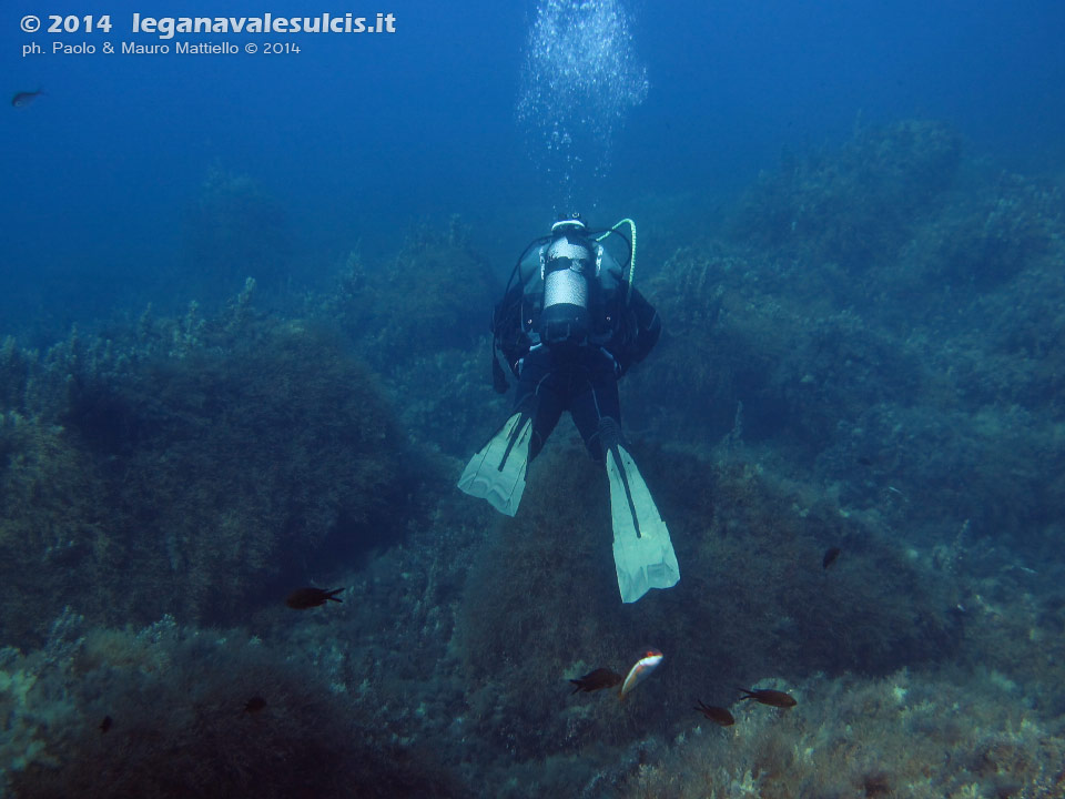 Porto Pino foto subacquee - 2014 - Isola del Toro, sub in mezzo ai sargassi (Sargassum vulgare)