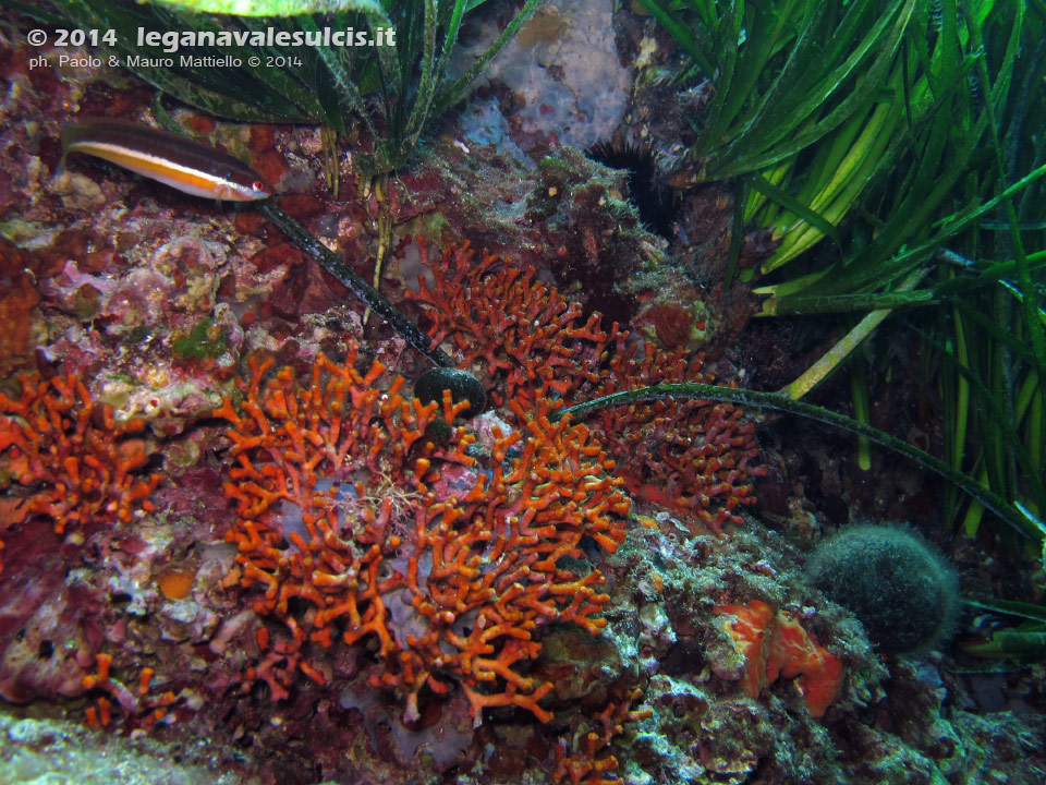 Porto Pino foto subacquee - 2014 - Falso corallo (Myriapora truncata) e posidonia (Posidonia oceanica)