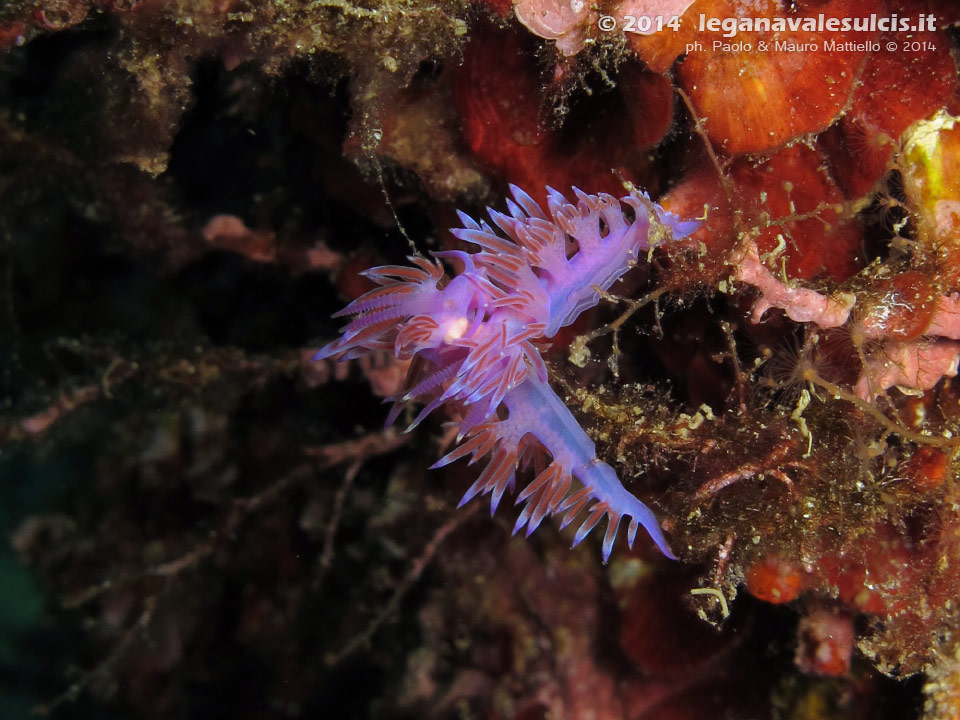 Porto Pino foto subacquee - 2014 - Accoppiamento di due nudibranchi flabellina (Flabellina affinis)