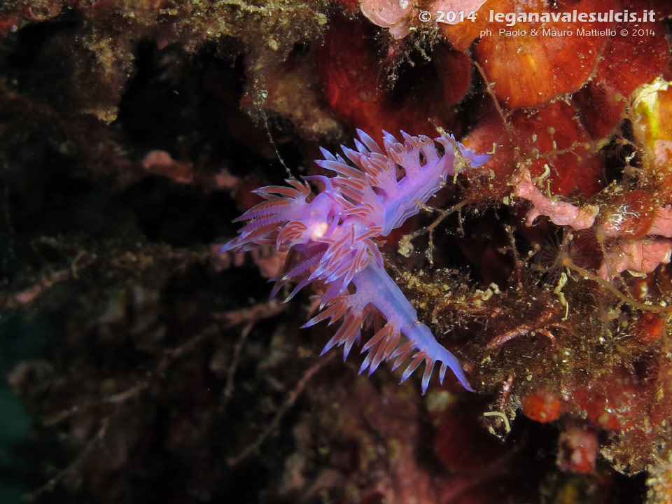 Porto Pino foto subacquee - 2014 - Accoppiamento di due nudibranchi flabellina (Flabellina affinis)