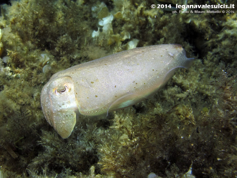 Porto Pino foto subacquee - 2014 - Seppia (Sepia officinalis) (la stessa della foto precedente)