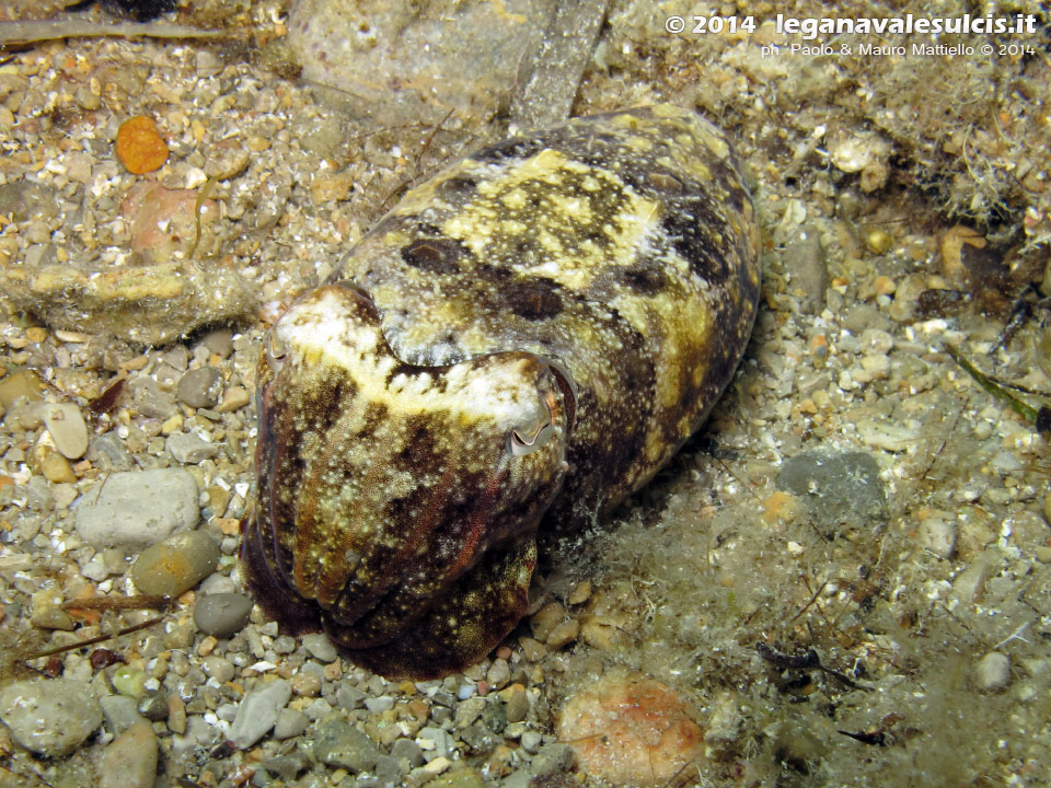Porto Pino foto subacquee - 2014 - Seppia comune in fase mimetica (Sepia officinalis)