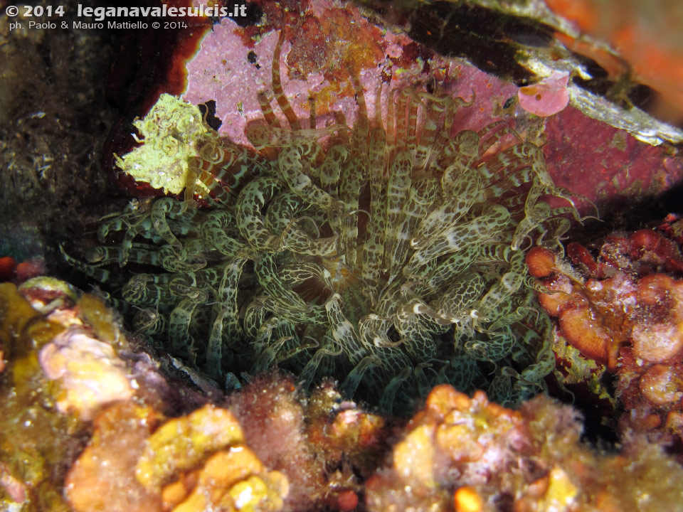 Porto Pino foto subacquee - 2014 - Anemone bruno (Aiptasia mutabilis)