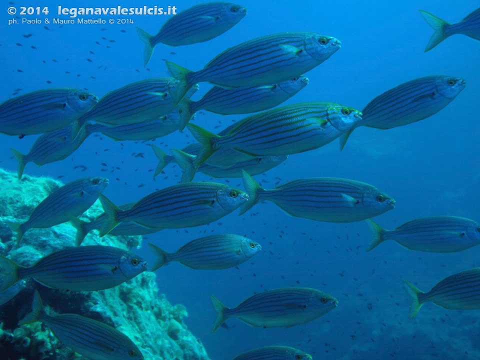 Porto Pino foto subacquee - 2014 - Salpe (Sarpa salpa)