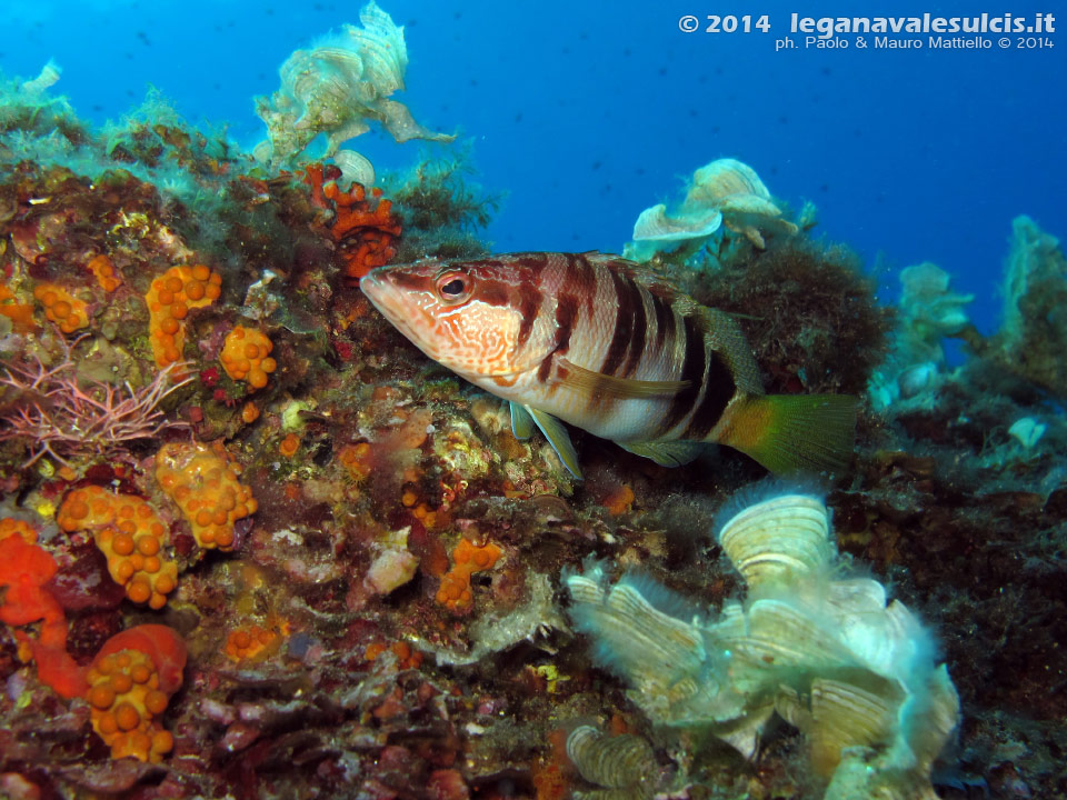 Porto Pino foto subacquee - 2014 - Sciarrano (Serranus scriba)