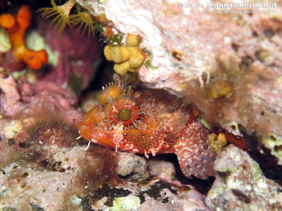 Porto Pino foto subacquee - 2014 - Piccolo scorfano rosso (Scorpaena scrofa)