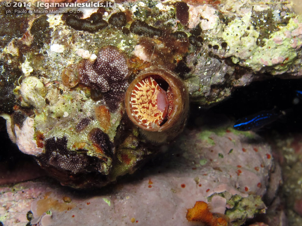 Porto Pino foto subacquee - 2014 - Mollusco Vermeto arenaria o Vermetide grande (Serpulorbis arenaria)