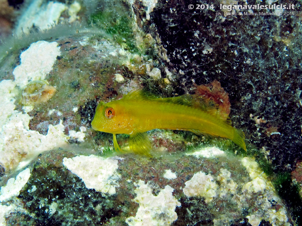 Porto Pino foto subacquee - 2014 - Minuscola presunta Bavosa Africana (Parablennius pilicornis),