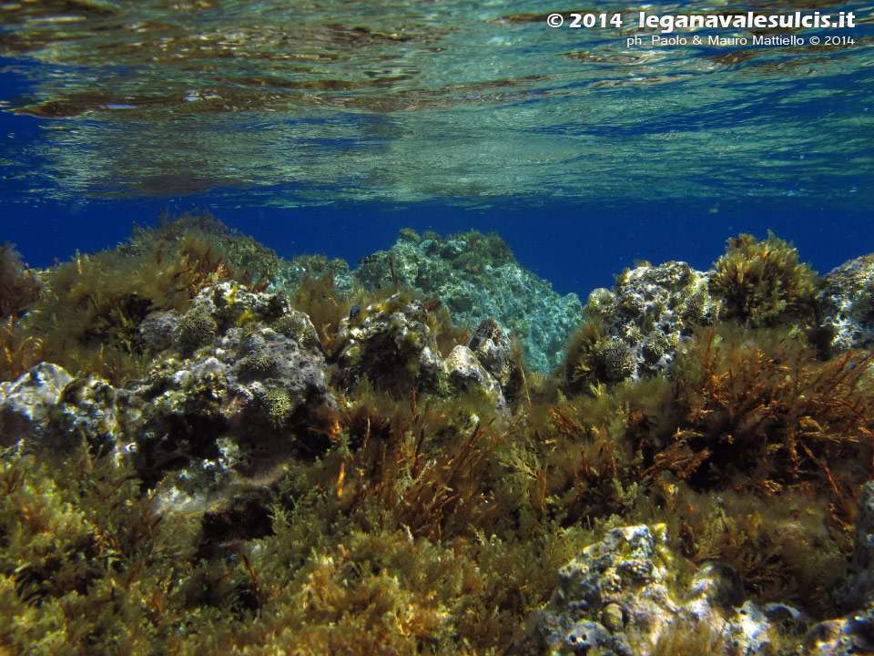 Porto Pino foto subacquee - 2014 - Mezz'acqua all'isola La Vacca