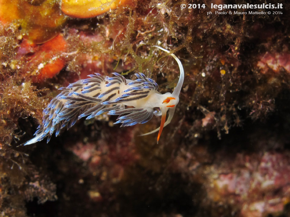 Porto Pino foto subacquee - 2014 - Nudibranco Cratena (Cratena peregrina)