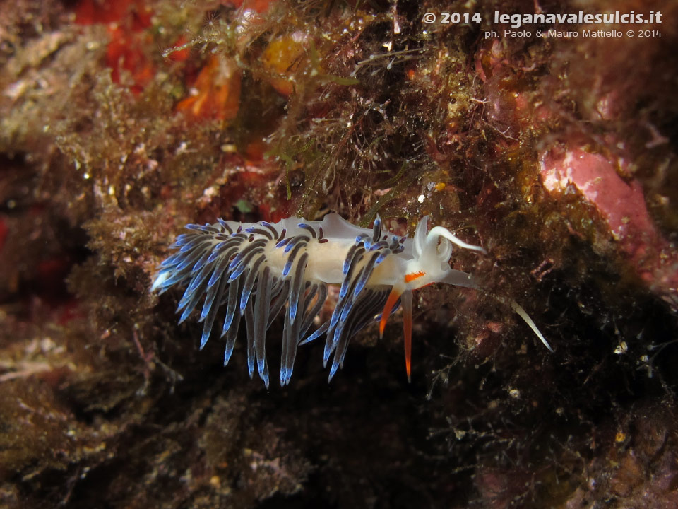 Porto Pino foto subacquee - 2014 - Nudibranco Cratena (Cratena peregrina)