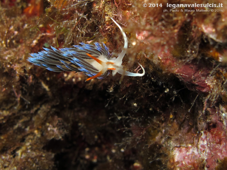 Porto Pino foto subacquee - 2014 - Nudibranco Cratena (Cratena peregrina)