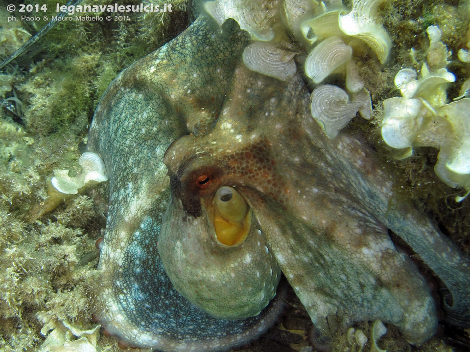 Porto Pino foto subacquee - 2014 - Polpo (Octopus vulgaris)