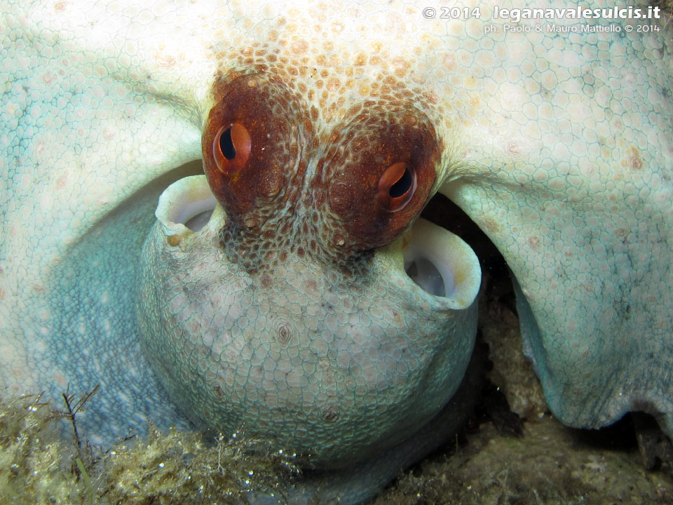 Porto Pino foto subacquee - 2014 - Piccolo polpo (Octopus vulgaris)