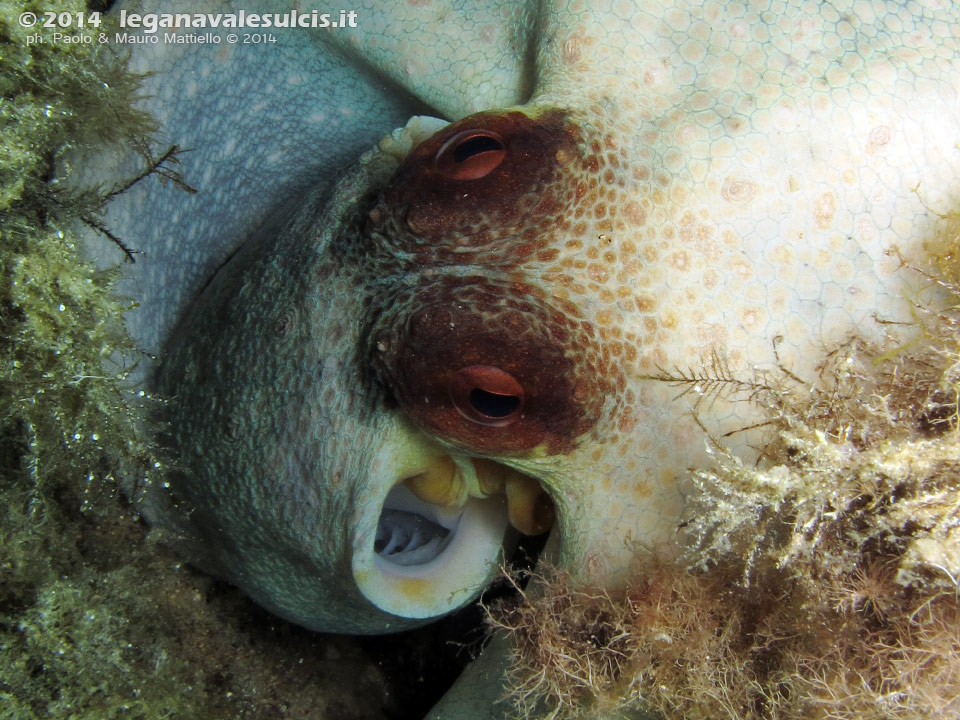 Porto Pino foto subacquee - 2014 - Polpo (Octopus vulgaris)