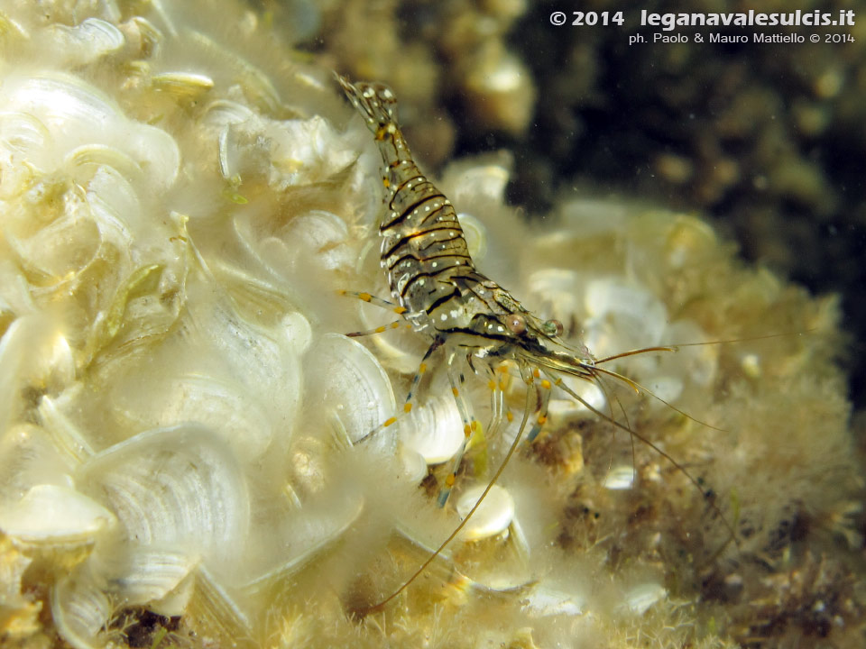 Porto Pino foto subacquee - 2014 - Gamberetto maggiore (Palaemon serratus) o gamberetto di scogliera (Palaemon elegans)