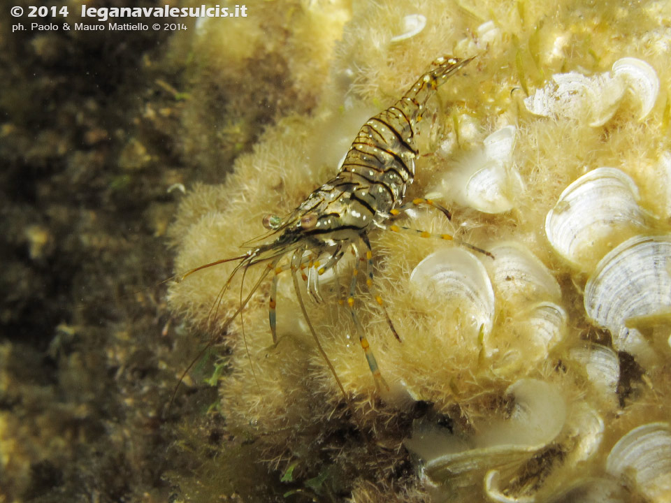 Porto Pino foto subacquee - 2014 - Gamberetto maggiore (Palaemon serratus) o gamberetto di scogliera (Palaemon elegans)
