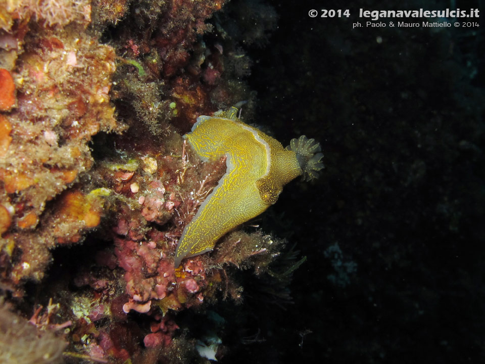 Porto Pino foto subacquee - 2014 - Nudibranco Hypselodoris picta