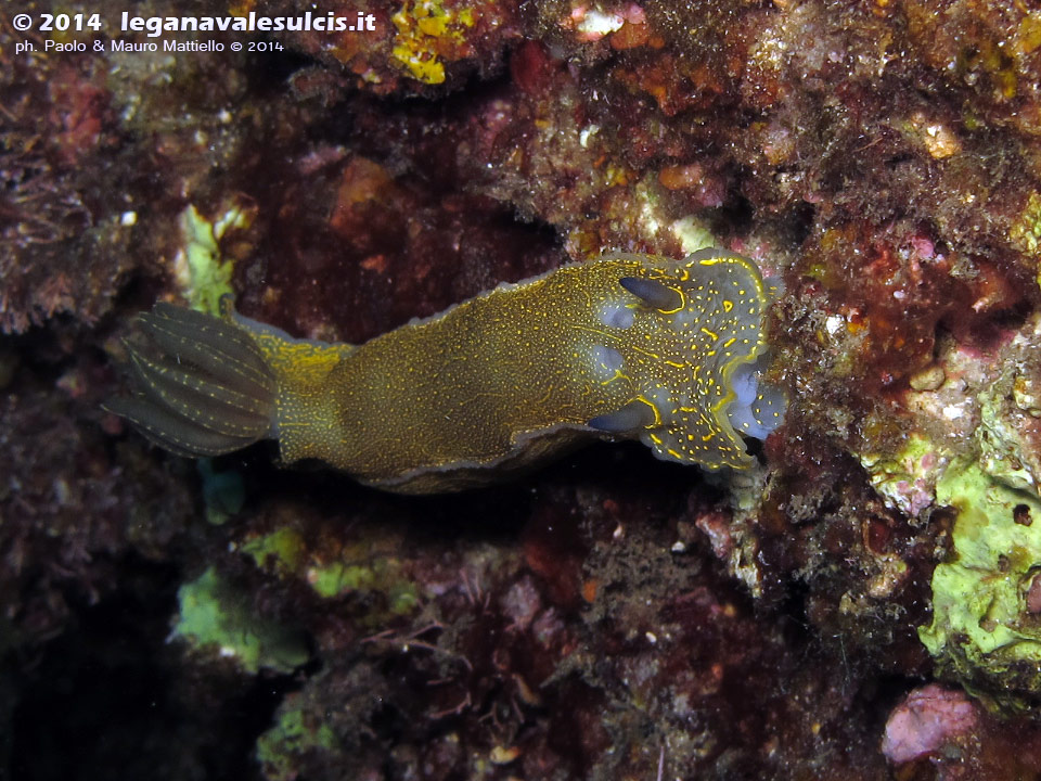 Porto Pino foto subacquee - 2014 - Nudibranco Hypselodoris picta
