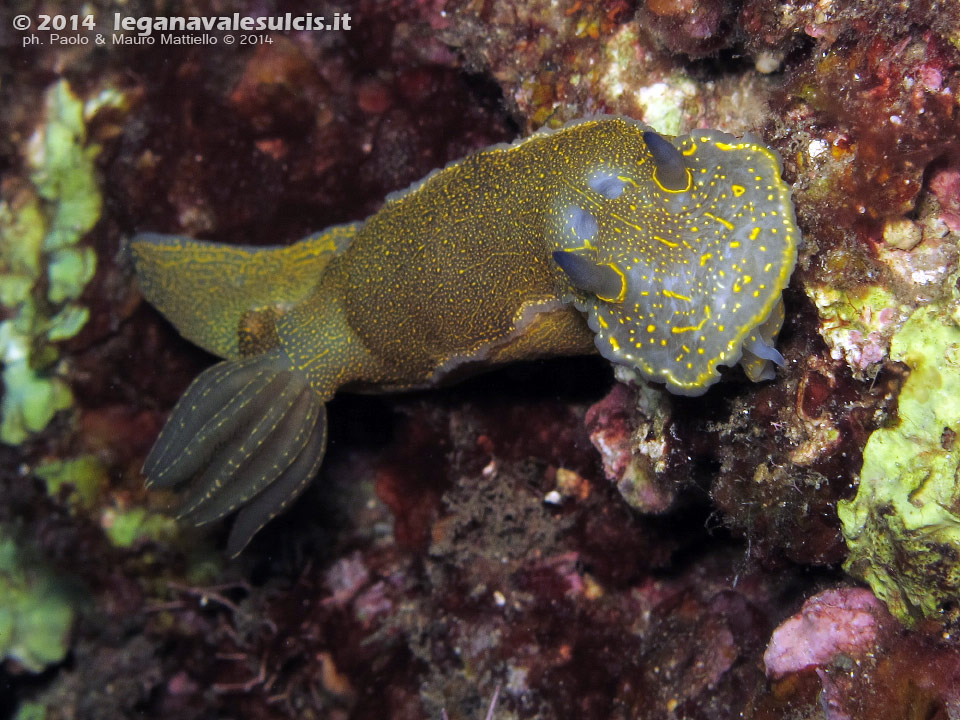 Porto Pino foto subacquee - 2014 - Nudibranco Hypselodoris picta